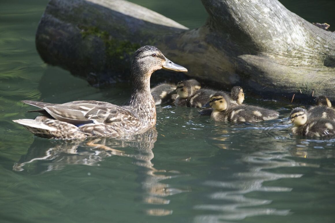 Lliurament dels premis del Ral·li Fotogràfic a càrrec del membres del jurat: grups fotogràfics de Manlleu, Roda i l’Associació Fotogràfica del Voltreganès