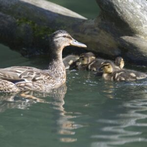 Lliurament dels premis del Ral·li Fotogràfic a càrrec del membres del jurat: grups fotogràfics de Manlleu, Roda i l’Associació Fotogràfica del Voltreganès