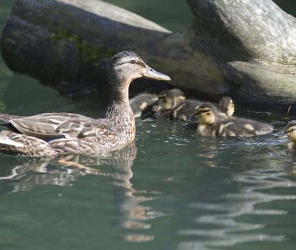 Lliurament dels premis del Ral·li Fotogràfic a càrrec del membres del jurat: grups fotogràfics de Manlleu, Roda i l’Associació Fotogràfica del Voltreganès