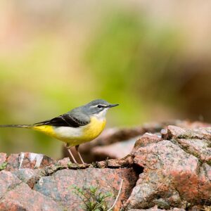 Prova de material òptic. Gentilesa d’Oryx