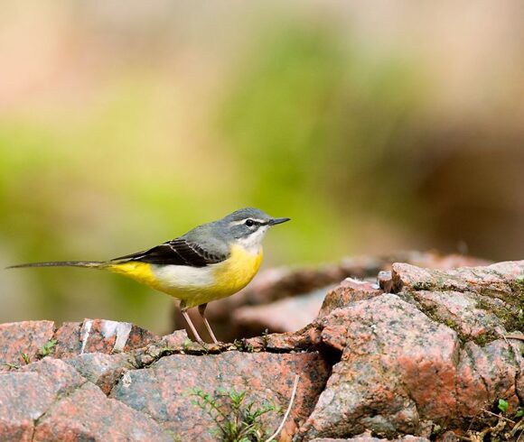 Prova de material òptic. Gentilesa d’Oryx