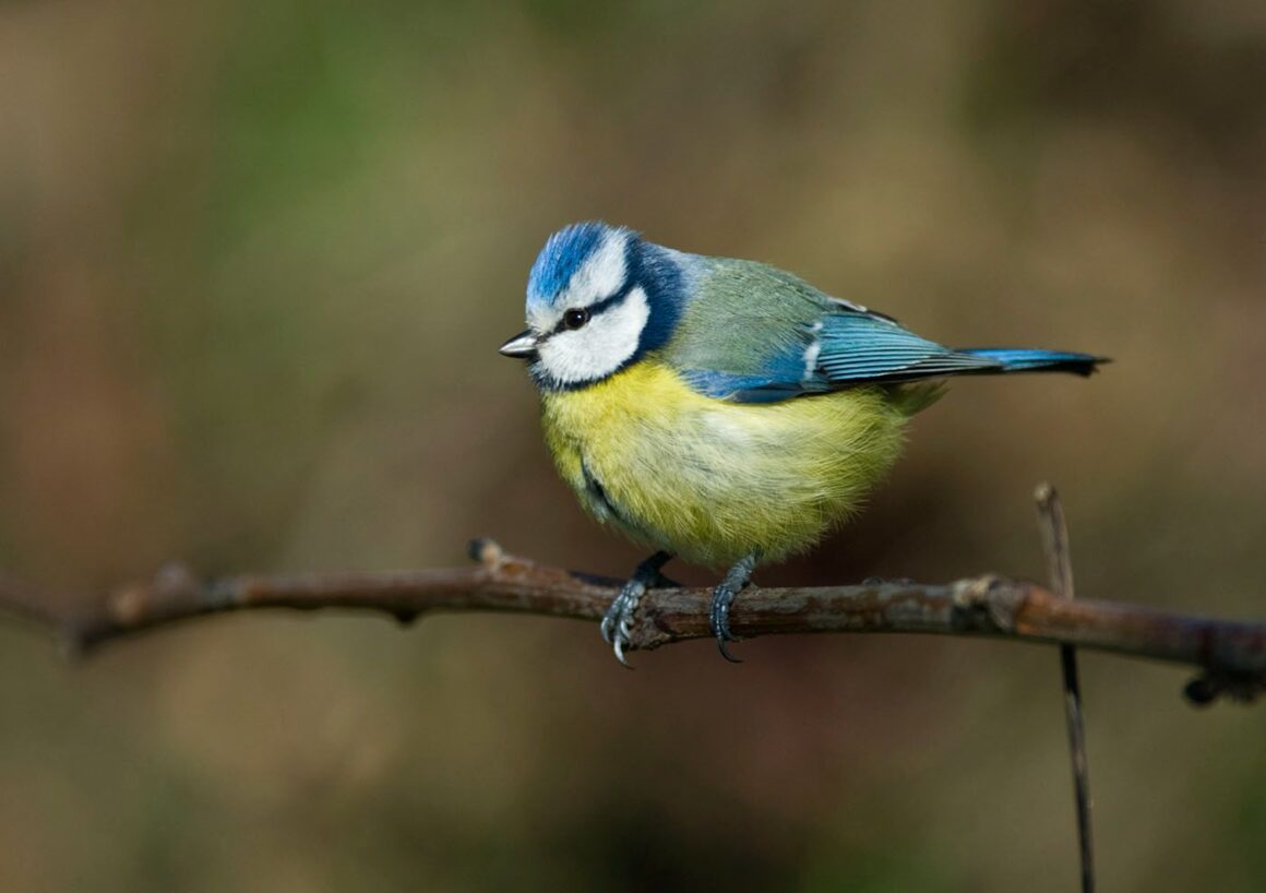 Ral·li fotogràfic a càrrec de Grup Fotogràfic Manlleu