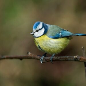Ral·li fotogràfic a càrrec de Grup Fotogràfic Manlleu
