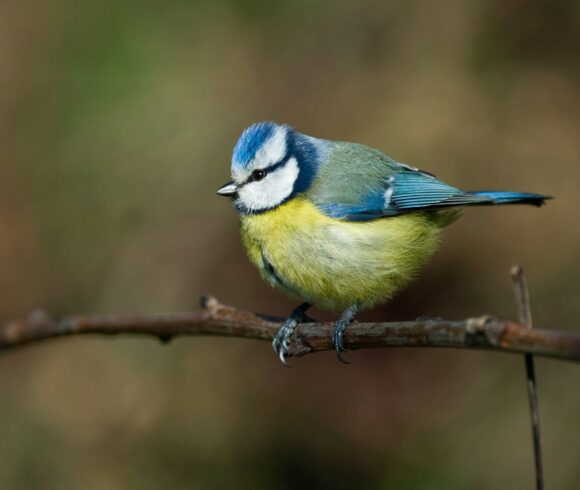 Ral·li fotogràfic a càrrec de Grup Fotogràfic Manlleu