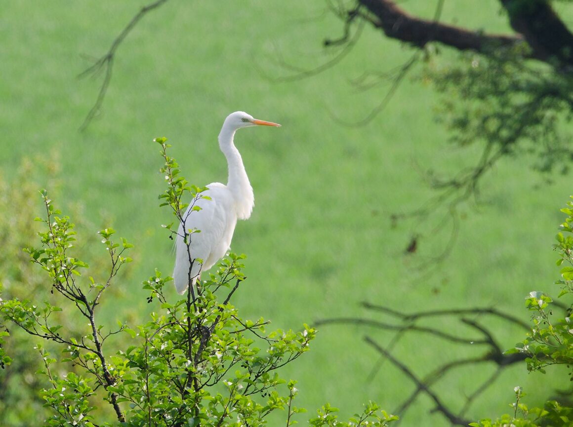 Servei de préstec de binocles per a l’observació d’ocells al Passeig del Ter