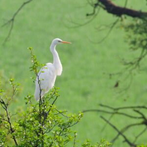 Servei de préstec de binocles per a l’observació d’ocells al Passeig del Ter