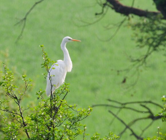 Servei de préstec de binocles per a l’observació d’ocells al Passeig del Ter