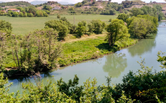 La colònia d’ardeids de Masies de Voltregà: un dels tresors ornitològics del riu Ter
