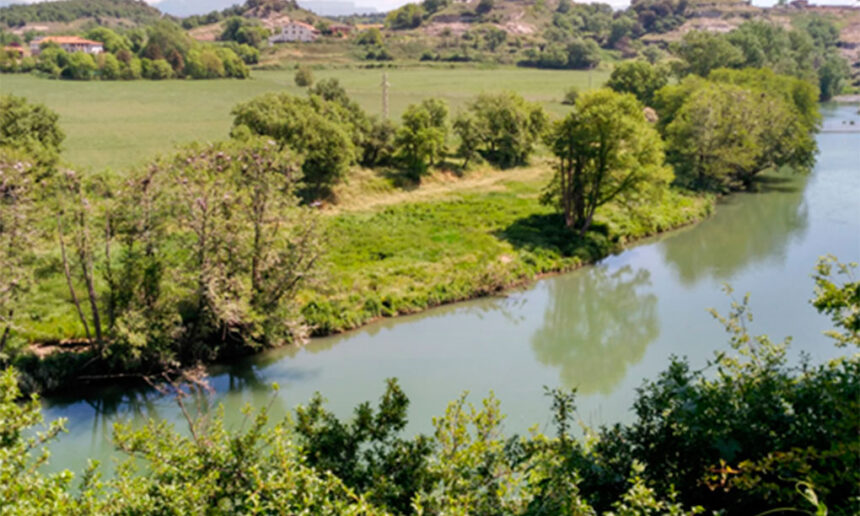 La colònia d’ardeids de Masies de Voltregà: un dels tresors ornitològics del riu Ter