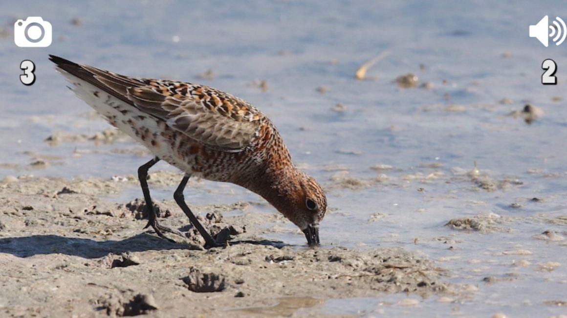 Concurs per experts d’identificació d’ocells a partir d’imatges i cants