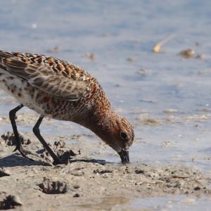 Concurs per experts d’identificació d’ocells a partir d’imatges i cants