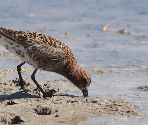 Concurs per experts d’identificació d’ocells a partir d’imatges i cants