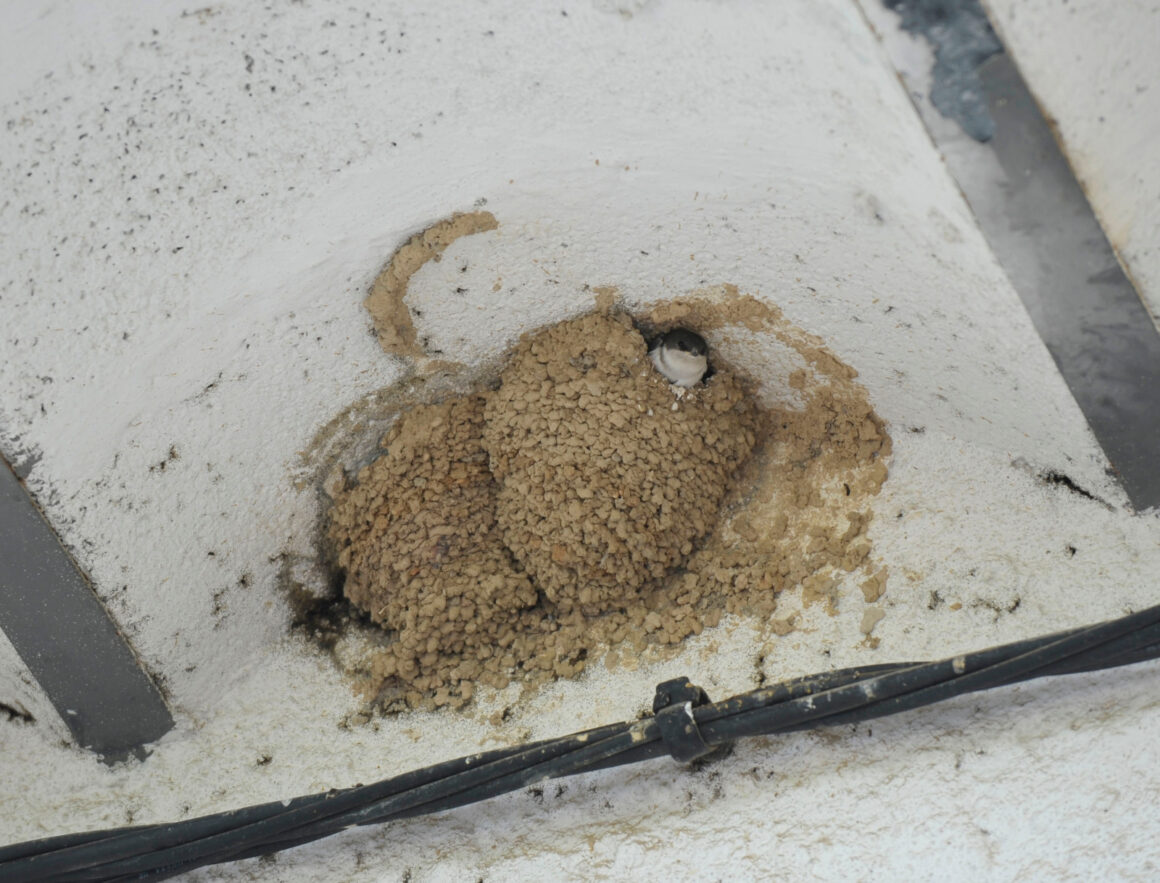 Sortida guiada – Projecte Orenetes a càrrec de l’Estació biològica del Montseny, ICO