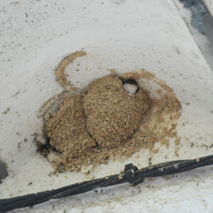 Sortida guiada – Projecte Orenetes a càrrec de l’Estació biològica del Montseny, ICO