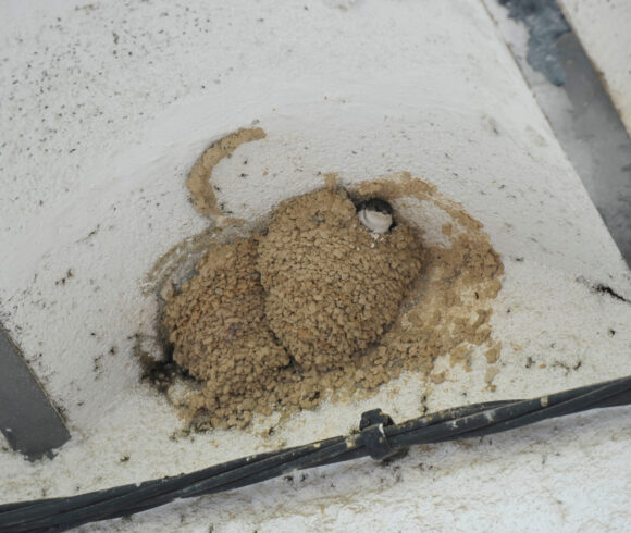 Sortida guiada – Projecte Orenetes a càrrec de l’Estació biològica del Montseny, ICO