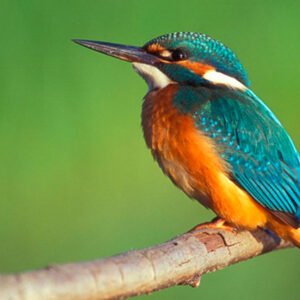 Els ocells del riu Ter: un corredor de biodiversitat al cor del territori