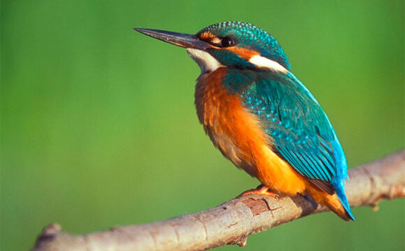 Els ocells del riu Ter: un corredor de biodiversitat al cor del territori