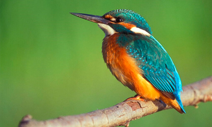 Els ocells del riu Ter: un corredor de biodiversitat al cor del territori