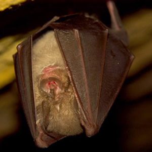 Nit de ratpenats: xerrada divulgativa i sortida de camp nocturna