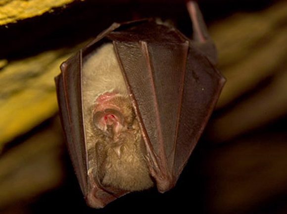 Nit de ratpenats: xerrada divulgativa i sortida de camp nocturna