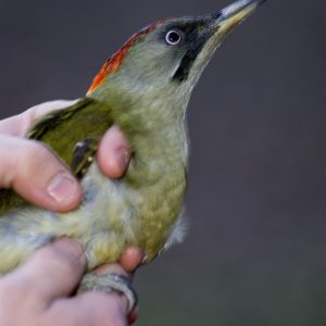 Anellament científic d’ocells a càrrec de GACO, Grup d’anellament de Calldetenes-Osona