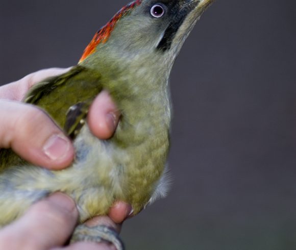 Anellament científic d’ocells a càrrec de GACO, Grup d’anellament de Calldetenes-Osona
