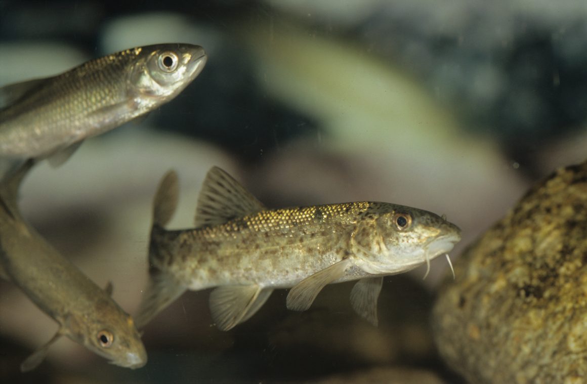 Taller ‘Investiguem l’estat de salut del riu: mostreig i identificació de macroinvertebrats’