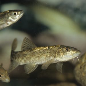 Taller ‘Investiguem l’estat de salut del riu: mostreig i identificació de macroinvertebrats’