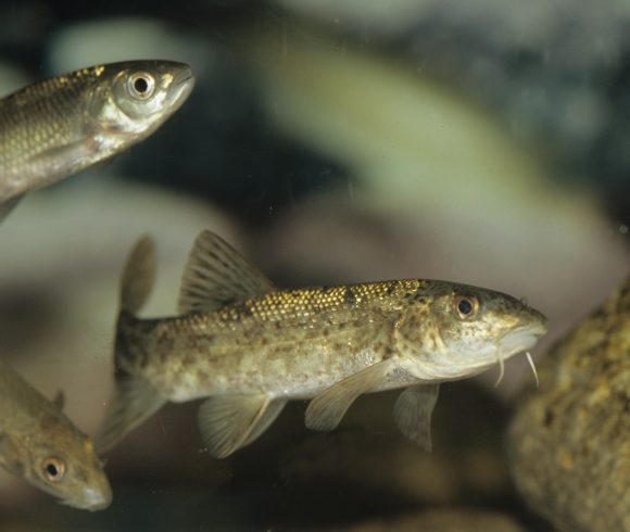 Taller ‘Investiguem l’estat de salut del riu: mostreig i identificació de macroinvertebrats’