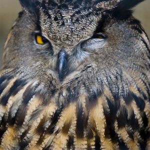 Xerrades ‘Estudi del Duc al Baix Empordà’ i ‘30 anys d’Òlibes a Osona’ a càrrec dels ornitòlegs Jaume Ramot i Jordi Baucells