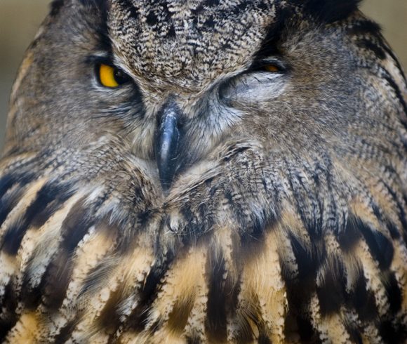 Xerrades ‘Estudi del Duc al Baix Empordà’ i ‘30 anys d’Òlibes a Osona’ a càrrec dels ornitòlegs Jaume Ramot i Jordi Baucells