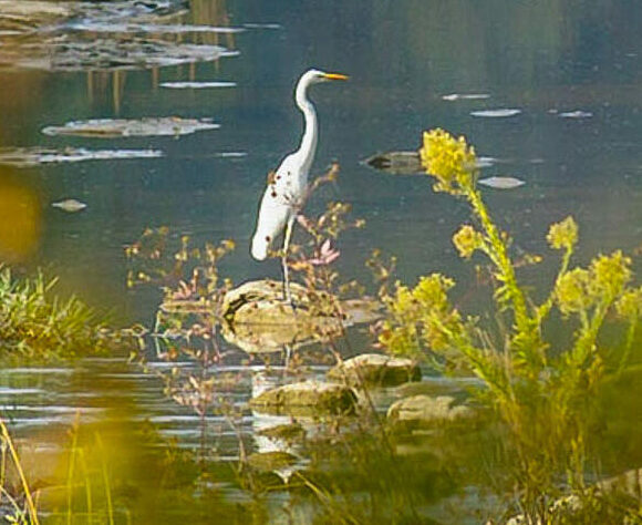 Natura i història a tocar del riu