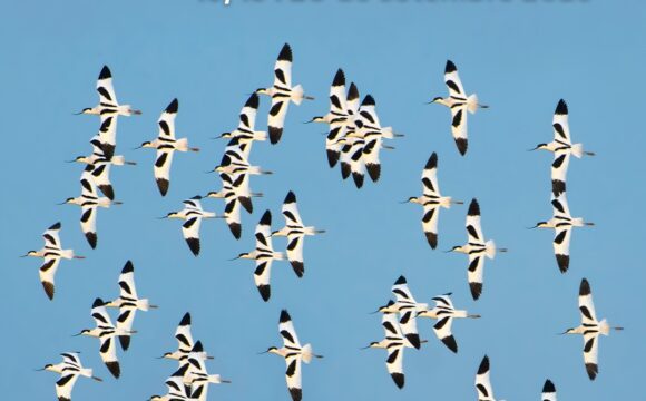 El Birding Ter participarà al Delta Birding Festival