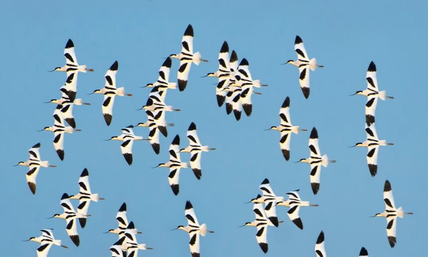 El Birding Ter participarà al Delta Birding Festival El Birding Ter participarà al Delta Birding Festival
